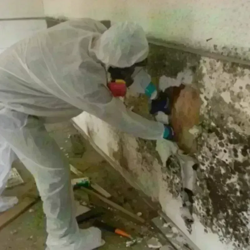 Mold Remediation and Removal in Weston, NJ